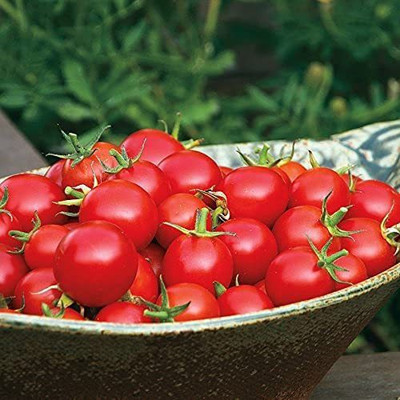WILLVINE LXI-560 Nectar Hybrid Tomato Seeds-2500 Seeds Seed(2500 per packet)