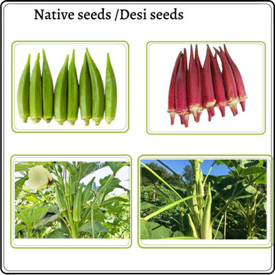 CYBEXIS XL-97 - Hybrid Green White Red Throne Fresh Okra - (1350 Seeds) Seed(1350 per packet)