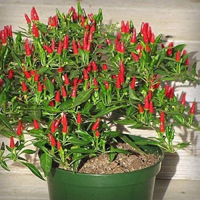 CYBEXIS VXI-53 - Small Thai Chilli Hot Pepper - (1350 Seeds) Seed(1350 per packet)