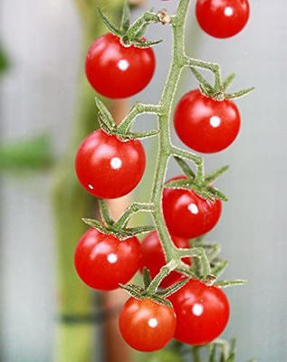 VibeX ATS-16 - Heavy-Yielding Low Acid Tomato - (1350 Seeds) Seed(1350 per packet)