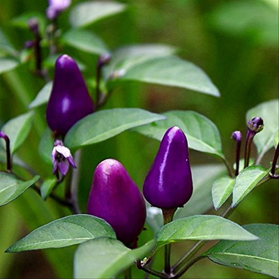 CYBEXIS TLX-41 - Dwarf Chilli Little Blue Exotic Mini Hot - (450 Seeds) Seed(450 per packet)