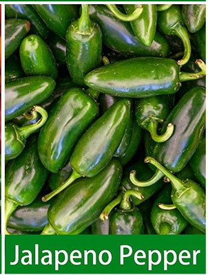 VibeX ® LXI-353 Jalapeno Chilli Seeds Seed(200 per packet)