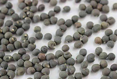 CYBEXIS XLL-1 - Desi Okra Varsha - (150 Seeds) Seed(150 per packet)