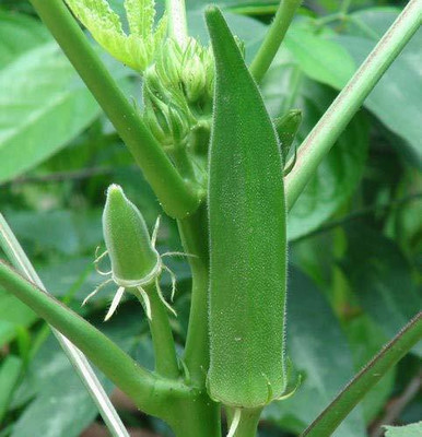 CRGO OKRA , BHINDI , LADYFINGER Seed(125 per packet)