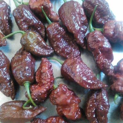 VibeX ® VLR-756 Chocolate Ghost Chilli Pepper Seeds Seed(200 per packet)