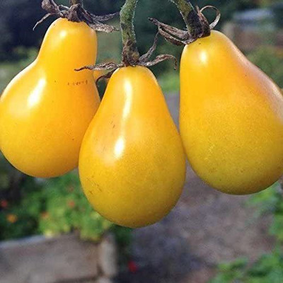 WILLVINE GBPUT-877 Yellow Pear Tomato Seeds Seed(200 per packet)