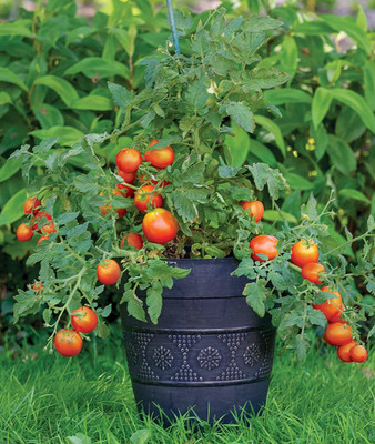 VibeX VXI-53 - Early Girl' Hybrid Slicer Tomato - (1350 Seeds) Seed(1350 per packet)