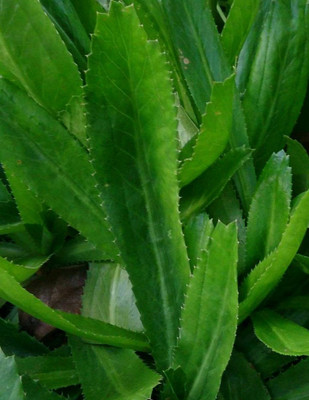 ASPAS Coriander Plant(Hybrid, Pack of 1)