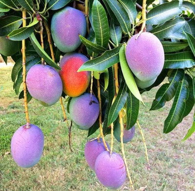 krishna EliteGreen Mango Plant Mango Plant(Hybrid, Pack of 1)