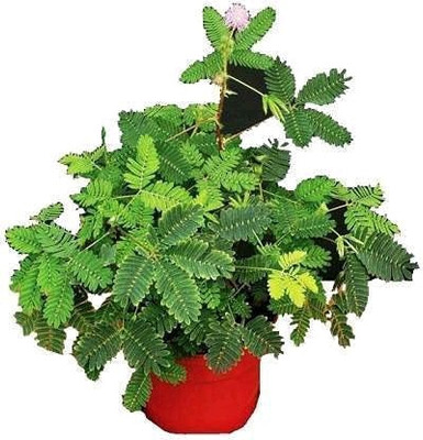 Linaa Shy Plant(Hybrid, Pack of 1)