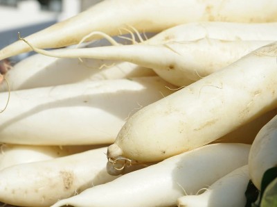 VINTI Fresh White Radish ( Chinese Lo Bok ) Seed(200 per packet)