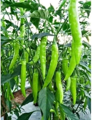 CYBEXIS XLL-1 - Hybrid HOT Chilli - (1350 Seeds) Seed(1350 per packet)