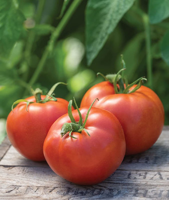 CYBEXIS VVI-21 - Big Boy Large Slicing Red Tomato - (150 Seeds) Seed(150 per packet)
