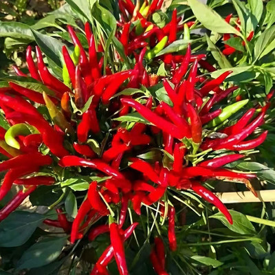 CYBEXIS LX-81 - Thai Hot Chili Pepper - (450 Seeds) Seed(450 per packet)