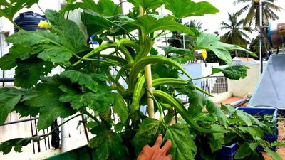 Biosnyg ®PUA-445 Elephant Tusk Variety Okra or Bhindi Seed(100 per packet)