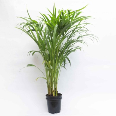 SHOP 360 GARDEN ARECA PALM SEEDS FOR PLANTING - PACK OF 120 GRAMS Seed(120 g)