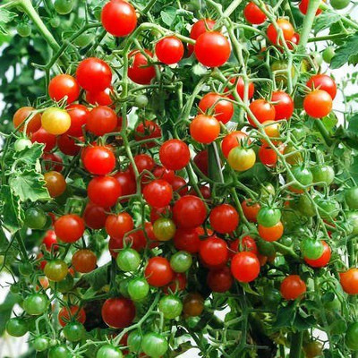 CYBEXIS XL-12 - Heavy-Yielding Low Acid Tomato - (1350 Seeds) Seed(1350 per packet)