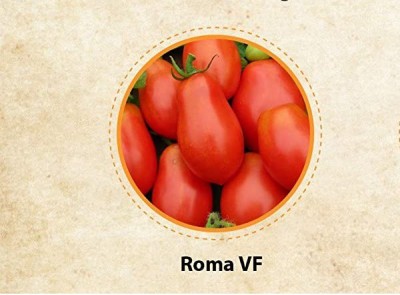 CYBEXIS LXI-56 - Roma tomato - (450 Seeds) Seed(450 per packet)