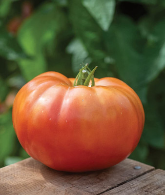 CYBEXIS PAU-79 - Beefsteak Giant Tomato - (150 Seeds) Seed(150 per packet)