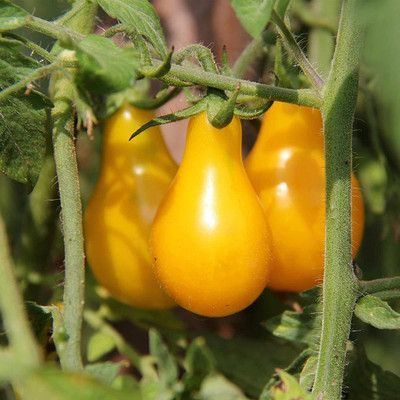 VibeX ® RXI-794 Tomato Seeds - Yellow Pear Seed(200 per packet)