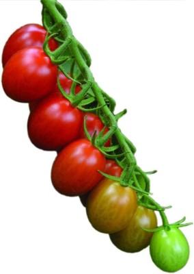 VibeX ® VLR-426 Sugar Rush Hybrid Tomato Seeds Seed(200 per packet)