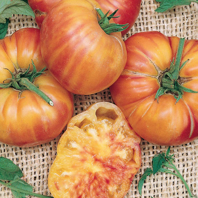 WILLVINE LXI-651 Mr. Stripy' Beefsteak Slicing Tomato Seeds Seed(200 per packet)