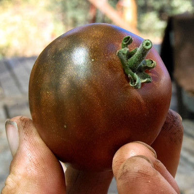 VibeX VVI-72 - Black Prince Tomato Determinate Non GMO - (150 Seeds) Seed(150 per packet)