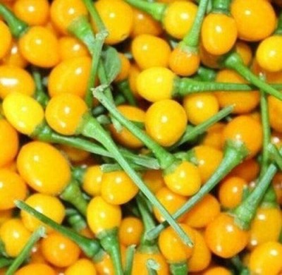 VibeX ® XLR-457 Rare Aji Charapita Peppers. Hot Chilli Seed(200 per packet)