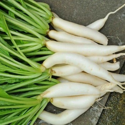 VINTI Radish Seeds White Long Seed(2000 per packet)