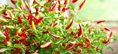 CYBEXIS KGF -54 - Thai Chilli Hot Pepper - (1350 Seeds) Seed(1350 per packet)