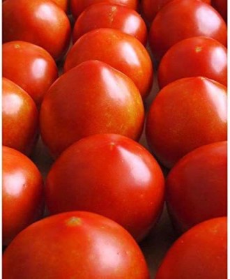 CYBEXIS XL-63 - Early Girl Tomato - One of The Earliest Tomatoes - (150 Seeds) Seed(150 per packet)