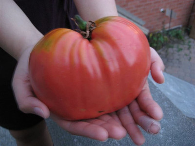 CYBEXIS VVI-21 - Red Giant Beefsteak Tomato Determinate - (450 Seeds) Seed(450 per packet)