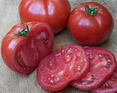 WILLVINE LX-591 Disease Resistant Big Beef Tomato Seeds Seed(200 per packet)