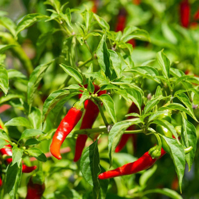 CYBEXIS XLL-18 - Cayenne Pepper Chilli - (150 Seeds) Seed(150 per packet)