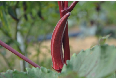 VibeX Red Okra Seed(100 per packet)