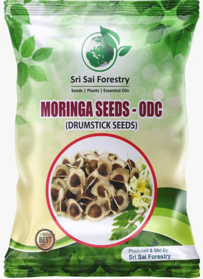 SRI SAI FORESTRY Drumstick Seed(100 per packet)