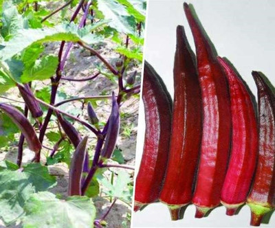 VibeX ® VMR-357 RED OKRA (BHINDI) SEEDS Seed(100 per packet)