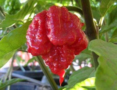 Biosnyg ®PUA-244 Carolina Reaper Chilli Seed(200 per packet)