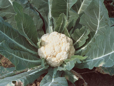 CYBEXIS XL-80 - Snowball Cauliflower - (1350 Seeds) Seed(1350 per packet)