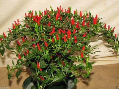 CYBEXIS GUA-49 - Small Thai Chilli Hot Pepper - (1350 Seeds) Seed(1350 per packet)