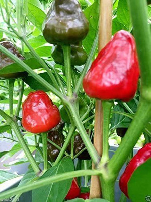 Biosnyg ™CIAR-721 Facing Heaven Chilli Seed(200 per packet)