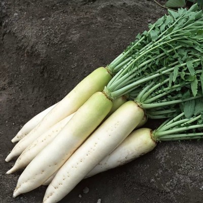 VINTI White radish मूली के बीज Seed(500 per packet)