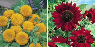 xcentax SUN DWARF SUNGOLD & sunflower red Seed(20 per packet)