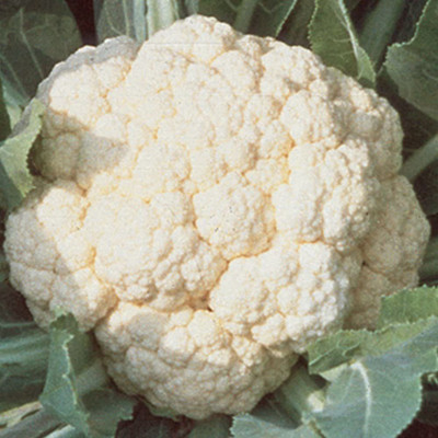 CYBEXIS XLR-91 - Early Hybrid Cauliflower - (150 Seeds) Seed(150 per packet)