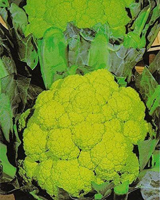 VibeX NDIR-17 - Wonderful Lime Green Cauliflower - (450 Seeds) Seed(450 per packet)