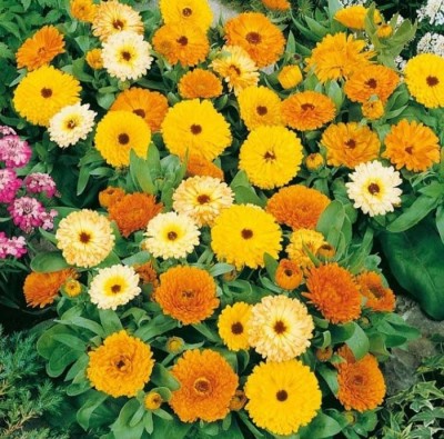 Nature Mayaa Calendula Officinalis Fiesta Gitana Mix Seeds Seed(200 per packet)