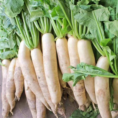 VINTI Japanese Minowase Daikon Radish Seed Seed(500 per packet)