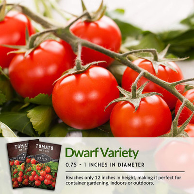 WILLVINE XLL-596 Tiny Tim Tomato Seed Seed(200 per packet)