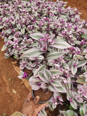 Gachwala Wandering Jew Plant(Pack of 1)