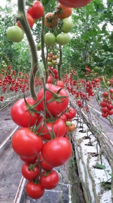 JDM Store desi tomato seeds Seed(25 per packet)
